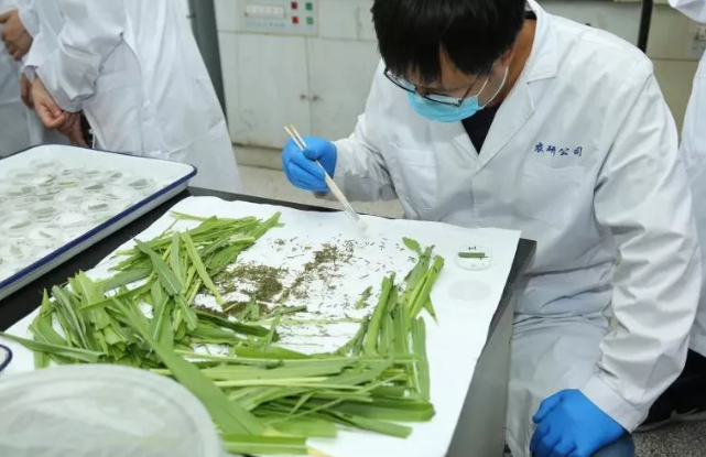 農藥研發生產需經過層層試驗把關