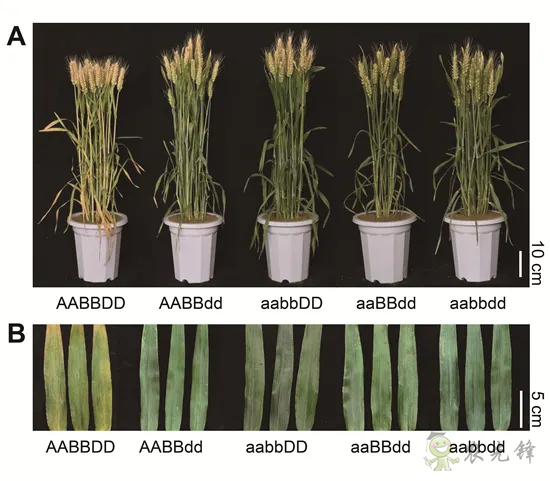 科研進展丨具有高產和氮高效利用潛力的小麥新種質誕生