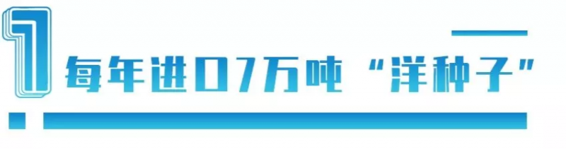 中國每年進口7萬噸“洋種子”：14億人的飯碗，能端穩嗎？