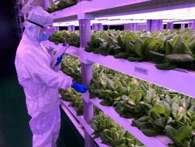 透視中日荷三國“植物工廠”案例，植物工廠的下一站又是什么